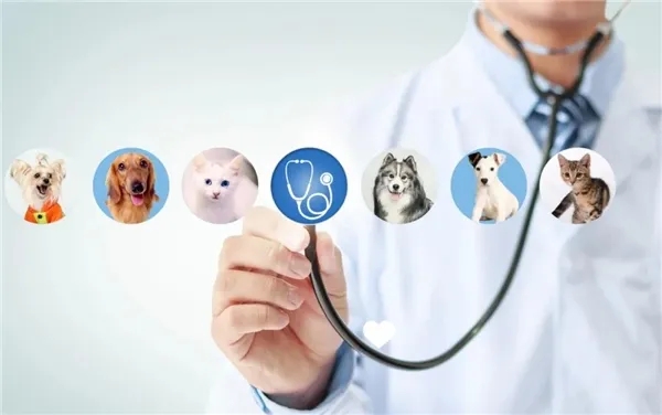 宠物医疗与护理