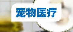 爆火的“宠物专业”都学啥？只想“撸猫撸狗”那你就错了！