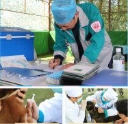 <b>守护忠诚伙伴，筑牢健康防线</b>